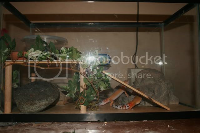 geckos099.jpg