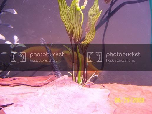 3gouramis.jpg