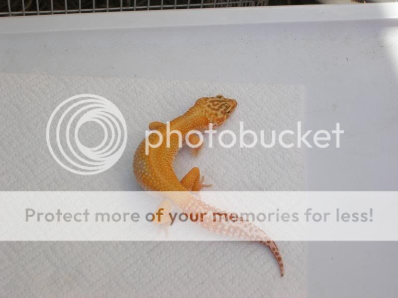 geckos089.jpg