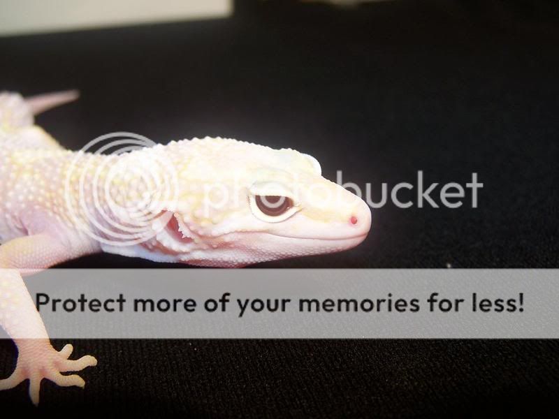 HembraC46MackSnowRAPTOR4.jpg