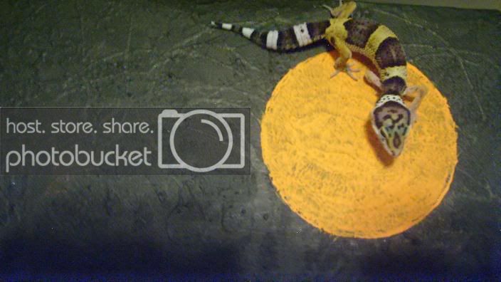 GeckoGatheringApr.jpg