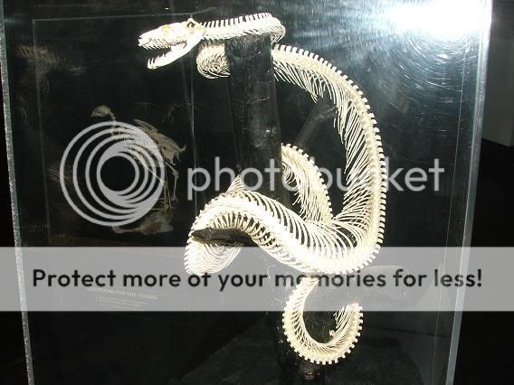 crestedsforsale1233.jpg