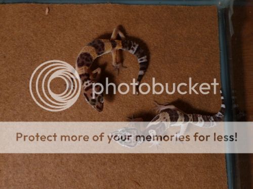 2geck.jpg