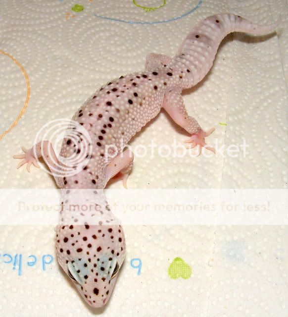 geckos016.jpg