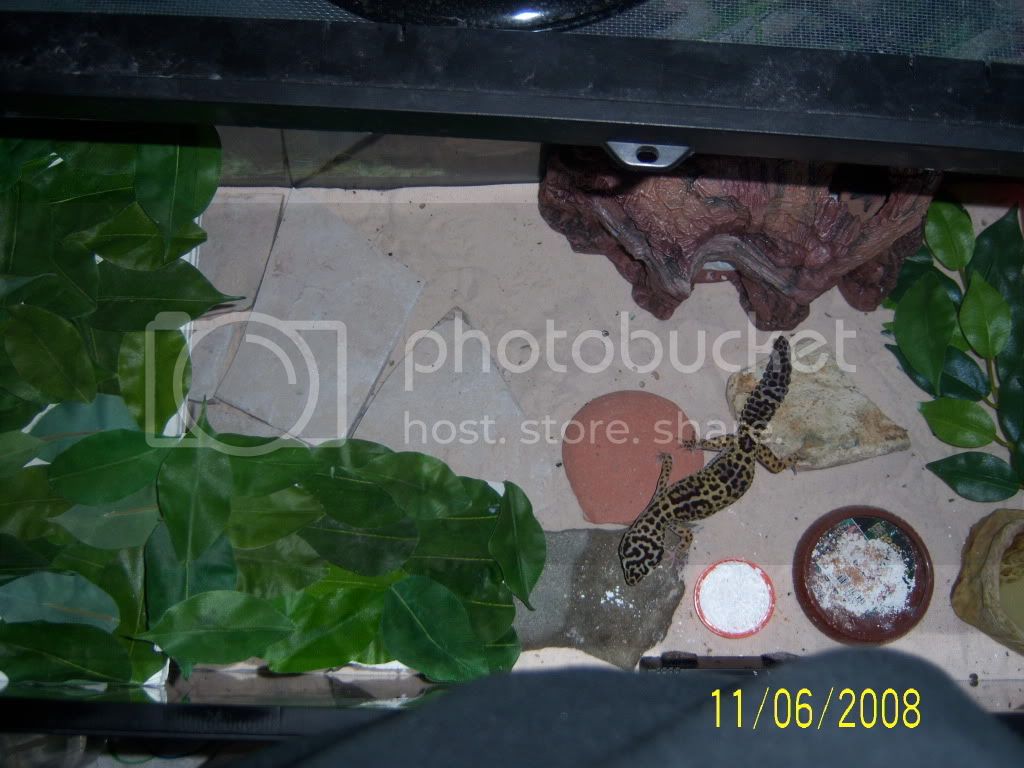 Leopardgecko009.jpg