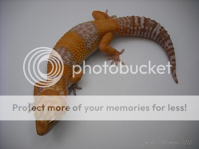 Tremper5.jpg
