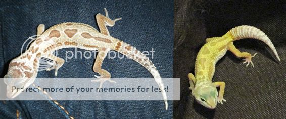 dec12-feb13_zps8d1fb015.jpg
