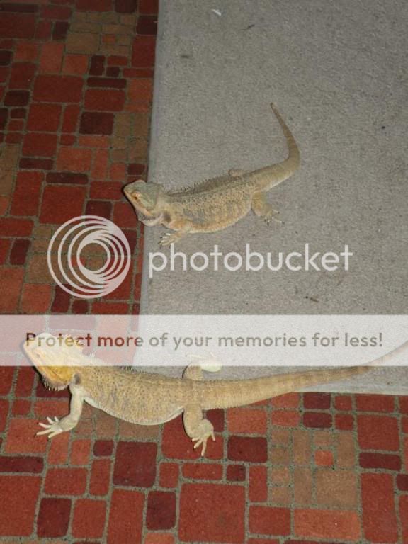 DSCN1417.jpg