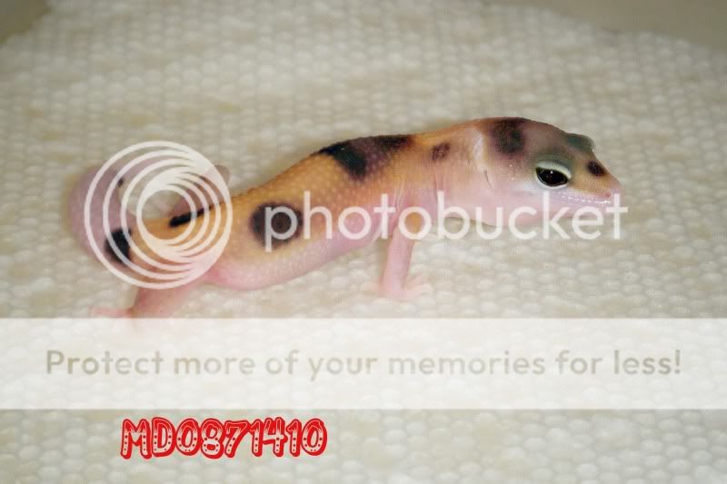 DSCF8115.jpg