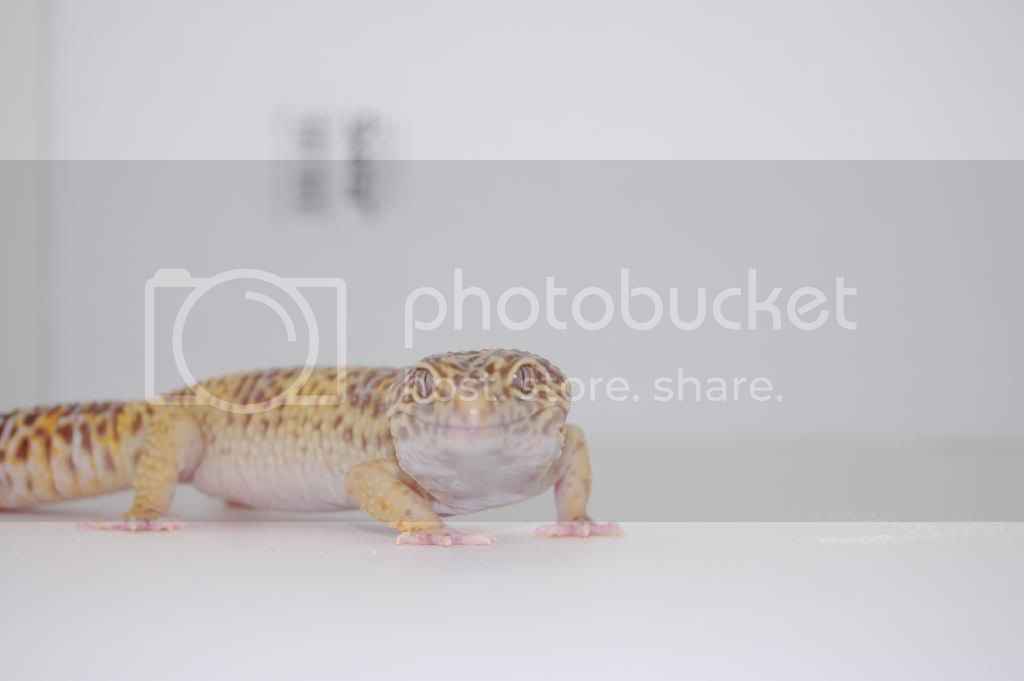 DSC_0451.jpg