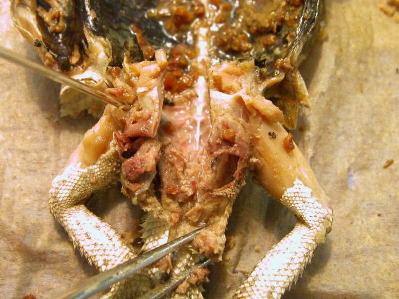 dragondissection52.jpg