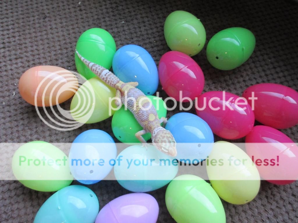 IMG_0630_zps65fbfe93.jpg