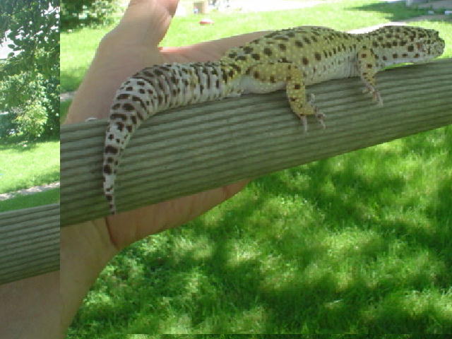 geckorider6.jpg