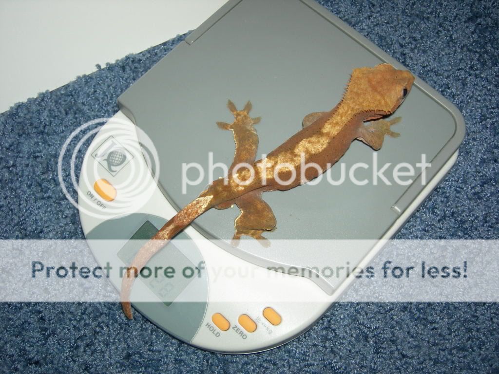 DSCN17640002.jpg