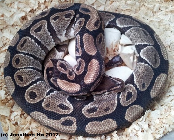 431hatching10-10-2012-med.jpg
