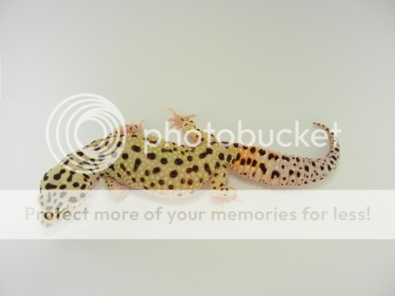 GeckosApril2011298.jpg