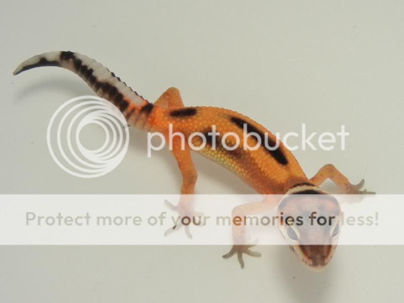 GeckosAugust2011015.jpg