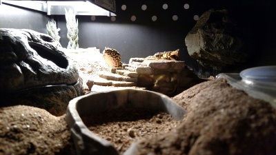 Bioactive Leopard Gecko Experiements, Page 2