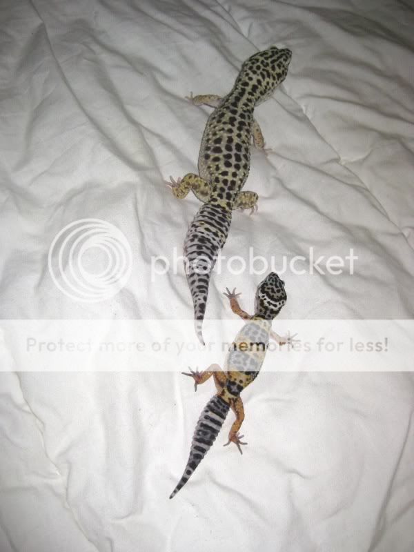kidsandpets09109.jpg