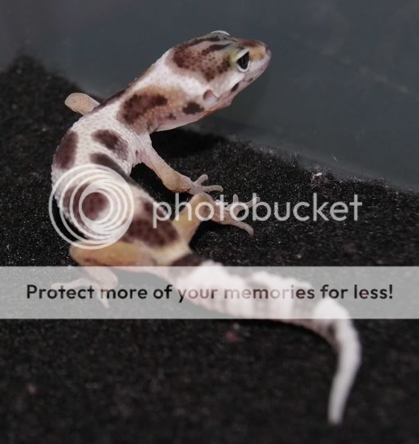 Save3.jpg
