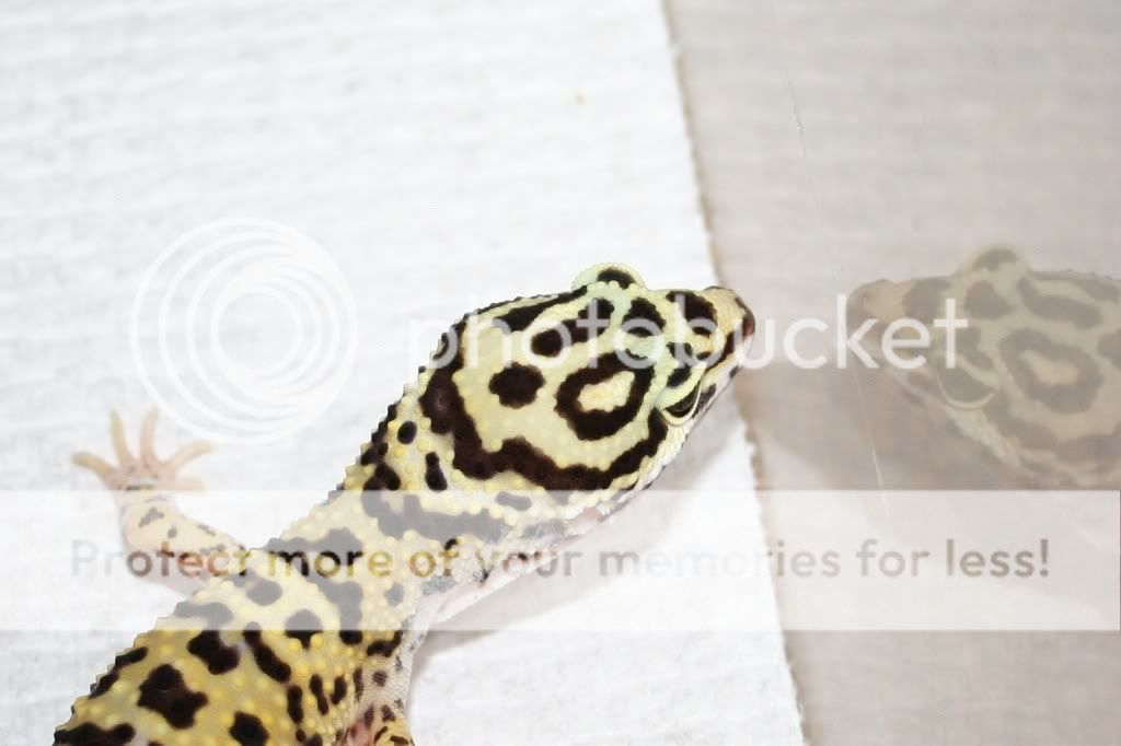 newgeckosAM429012.jpg