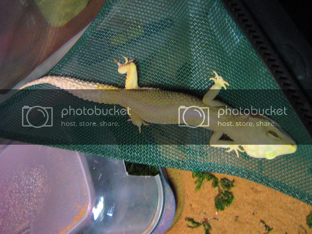 Geckos002.jpg