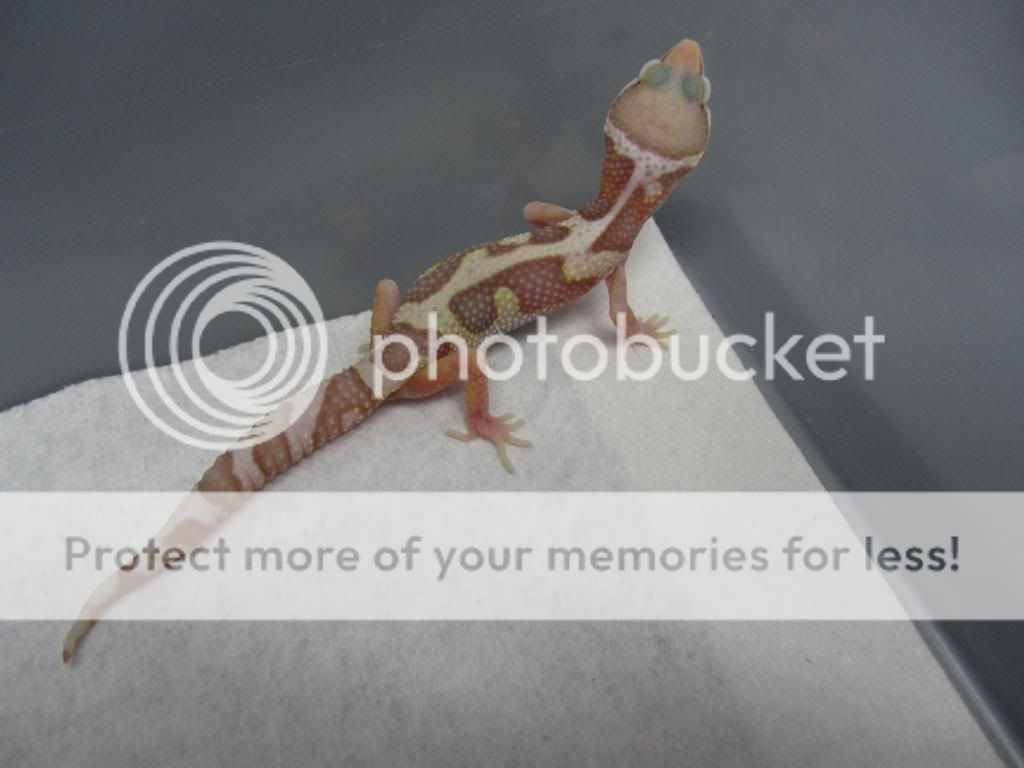 IMG_0256_zps077356c4.jpg