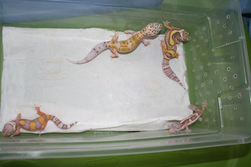 Hatchling_3_by_spshlfx.jpg