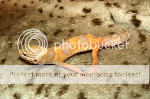 EasterGeckos050.jpg