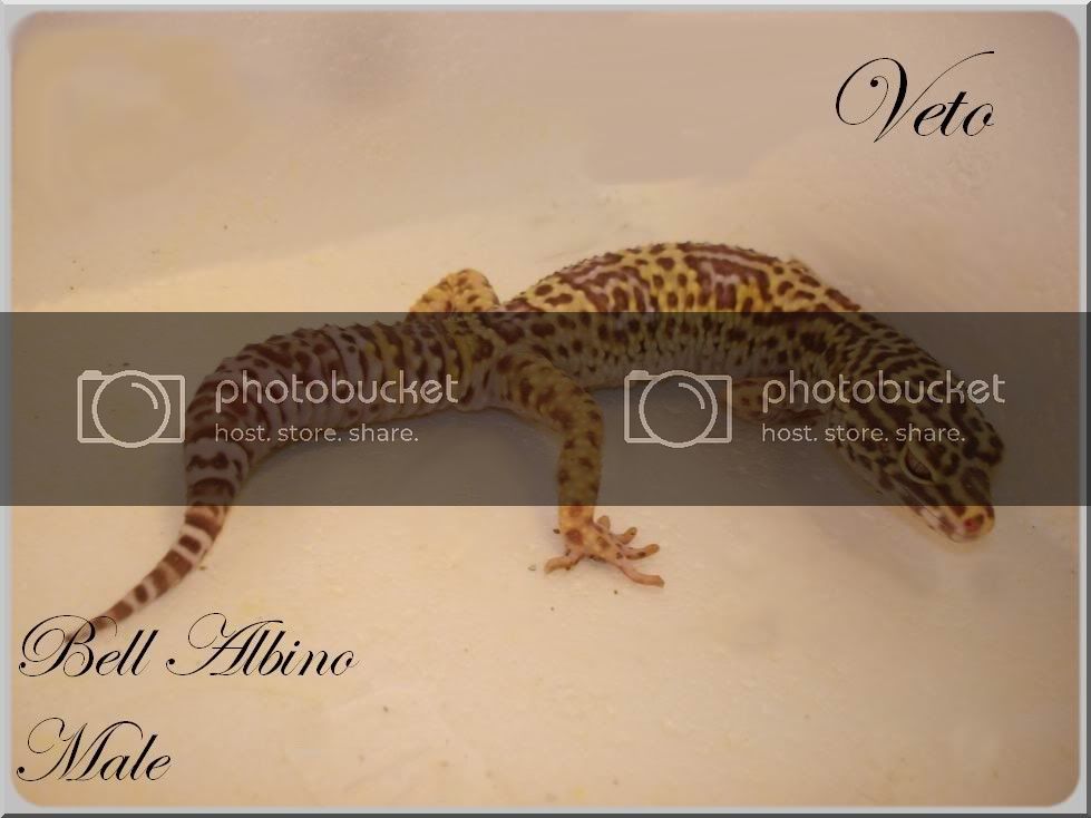 gekko241008017VETOPROFIL.jpg