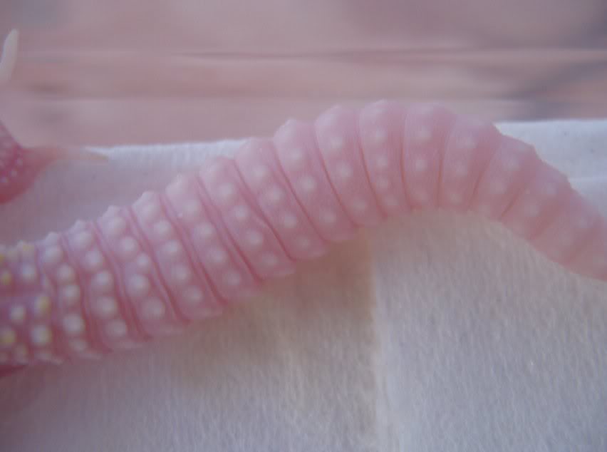Leopardgeckos324-1.jpg