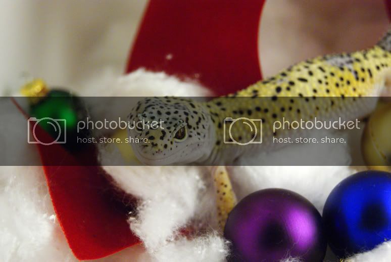 DSC06996resize.jpg