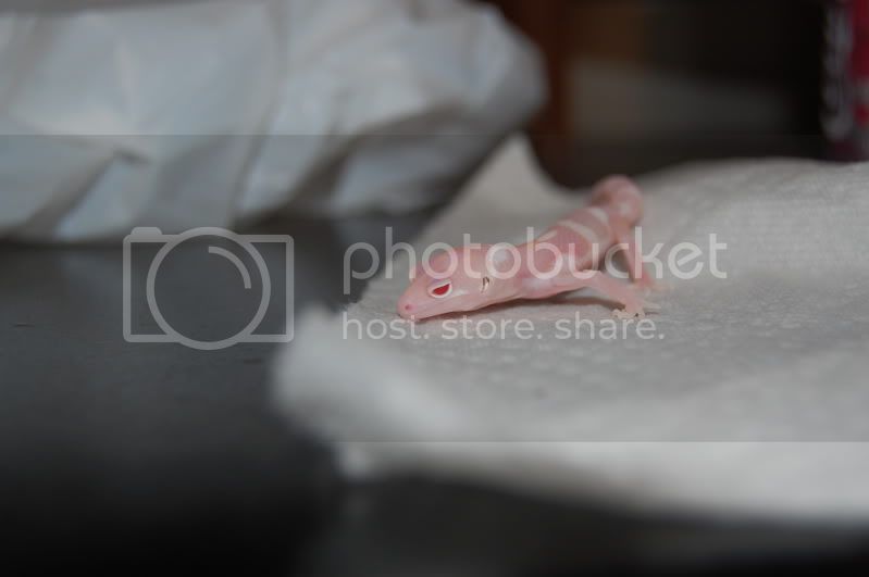 DSC_0066.jpg