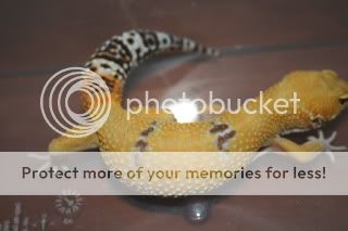 IMG_0380.jpg