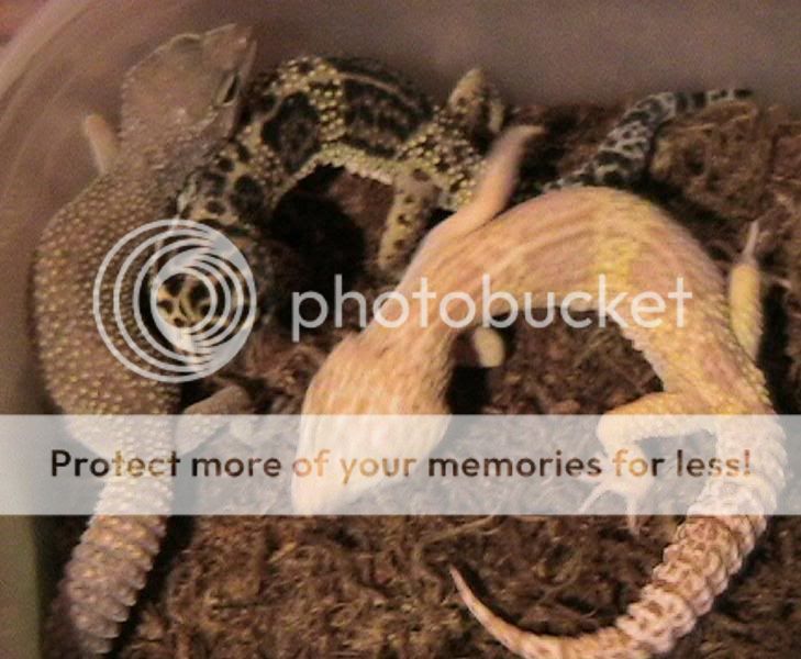 leopardgeckos-08.jpg