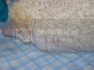 hedgie011.jpg