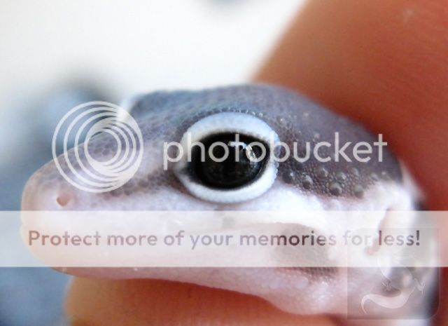 macksnow_marbleeye3_pb.jpg
