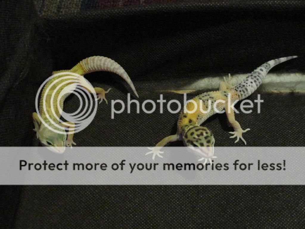 IMG_0554_zps10ed0e31.jpg