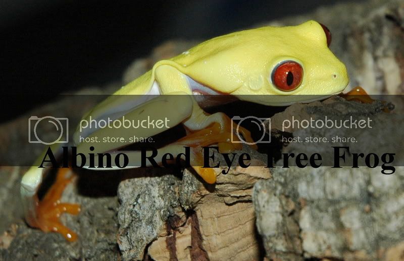 Albino1.jpg