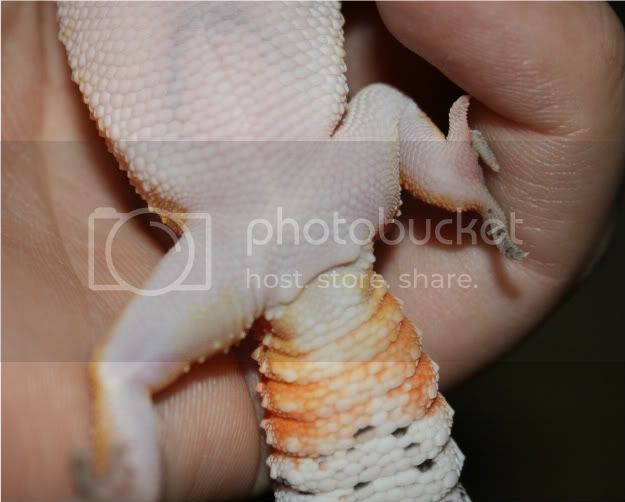 geckos109-1.jpg