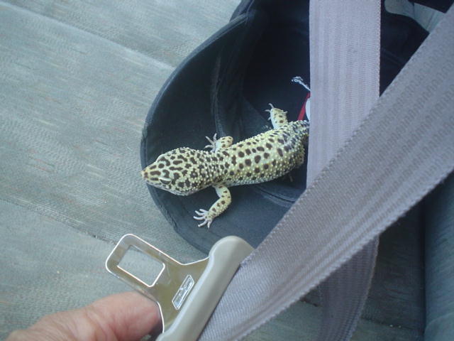geckorider5.jpg