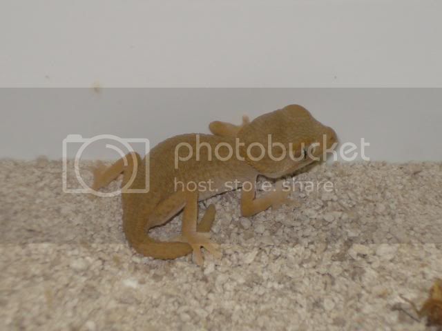 geckoniaenparoedura039.jpg