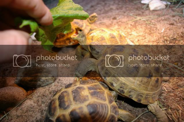 tortoiseeating006.jpg