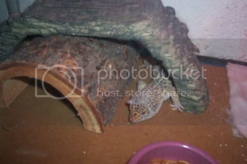 Shedhead.jpg