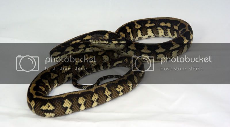 ij-het-albino-male-full-body-031912.jpg