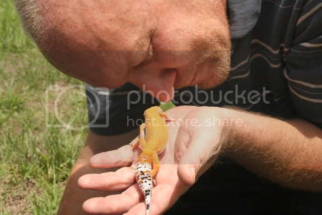 geckos092.jpg