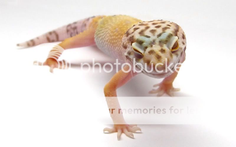 gecko_wink.jpg