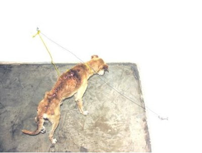 habacuc-artista-asesino-costarricense.jpg