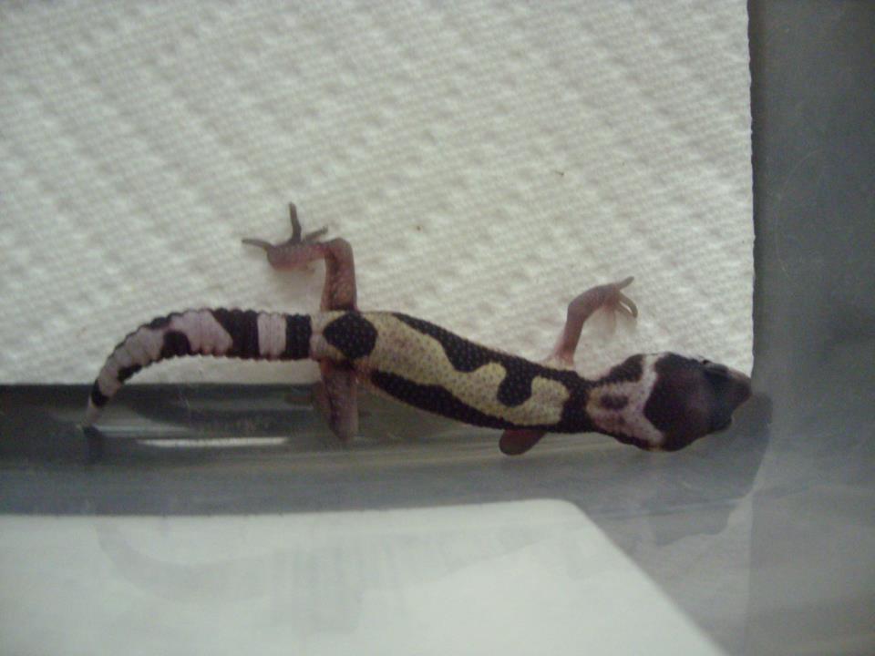 banshee_hatchling_picture_by_fuzzybuttbunny-d64tfwm.jpg