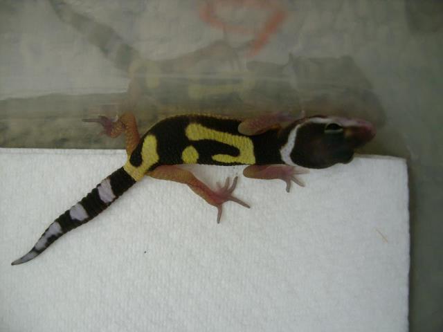 bonfire_hatchling_picture_by_fuzzybuttbunny-d64whw4.jpg